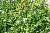 Vinca major