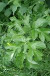 Heracleum sphondylium