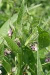 Symphytum officinale