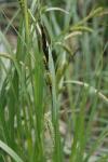 Carex riparia