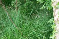 Melica uniflora