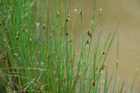 Juncus conglomeratus
