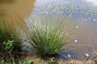 Juncus conglomeratus