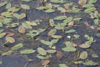 Potamogeton natans