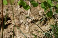Carex flacca