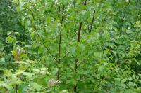Betula pubescens