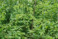 Populus tremula