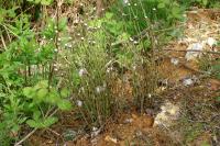 Tussilago farfara
