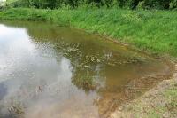 Potamogeton natans
