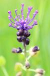 Muscari comosum