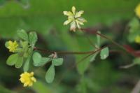 Trifolium dubium