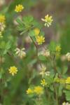 Trifolium dubium
