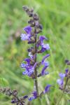 Salvia pratensis
