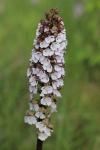 Orchis purpurea