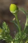 Matricaria discoidea