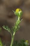 Matricaria discoidea