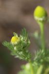 Matricaria discoidea
