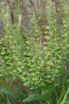 Lepidium campestre