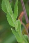 Lepidium campestre