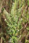 Lepidium campestre
