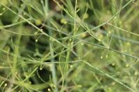Asparagus officinalis