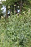 Silybum marianum