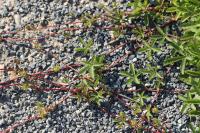 Potentilla reptans