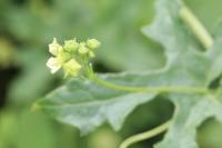 Bryonia dioica