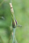 Tragopogon pratensis