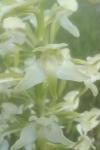 Platanthera chlorantha