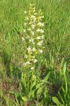 Platanthera chlorantha