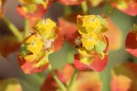 Euphorbia cyparissias
