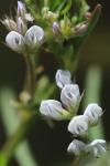 Ervilia hirsuta
