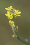 Sisymbrium officinale