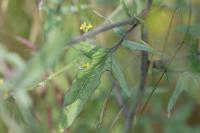 Sisymbrium officinale