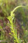 Reseda luteola
