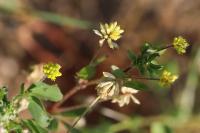 Trifolium dubium