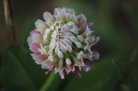 Trifolium hybridum