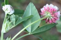Trifolium hybridum