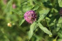 Trifolium pratense