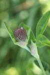 Trifolium pratense