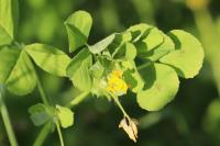 Medicago arabica