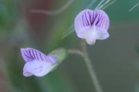 Ervum tetraspermum