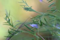 Ervum tetraspermum