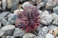 Sedum album