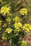 Sinapis arvensis