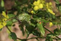 Sinapis arvensis
