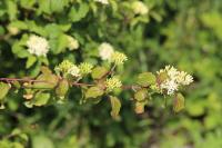 Cornus sanguinea