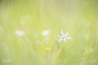 Ornithogalum divergens