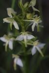 Platanthera chlorantha